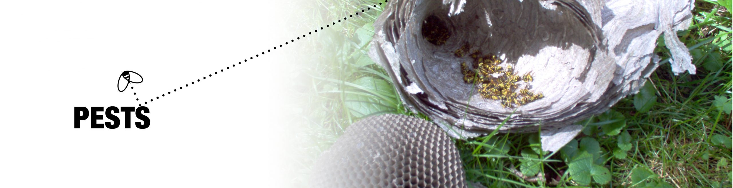 Pests header and image of a wasp nest