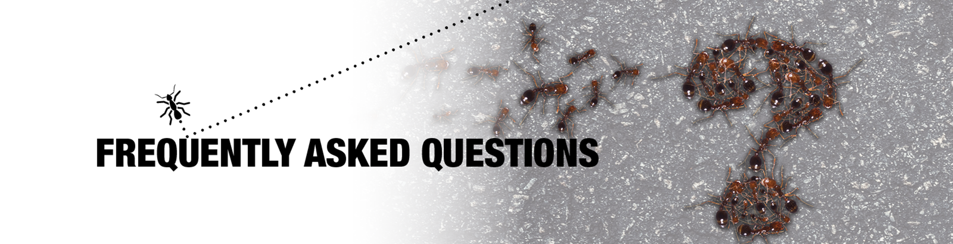 Frequently Asked Questions header with images of ants making a question mark